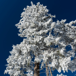 Feldberg_Taunus_20141228_007