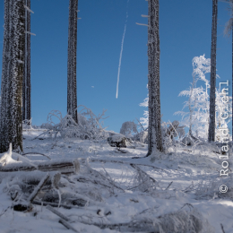 Feldberg_Winter_20160118_028