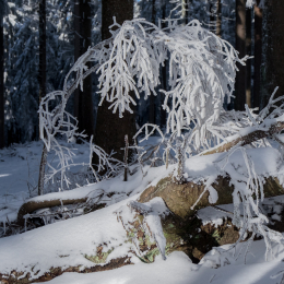 Feldberg_Winter_20160118_019