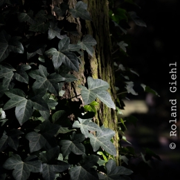 Hauptfriedhof-Frankfurt_20210307_0002