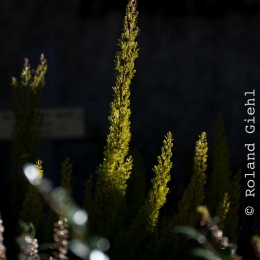 Hauptfriedhof-Frankfurt_20210307_0004