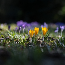 Hauptfriedhof-Frankfurt_20210307_0010