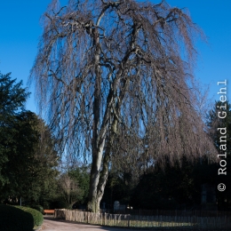 Hauptfriedhof Frankfurt März 2021