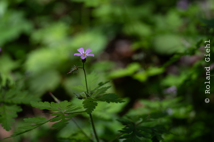 Hessenpark_004_20240520