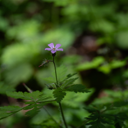 Hessenpark_004_20240520