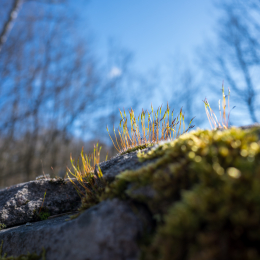 Römerkastell-Saalburg_004_20220227