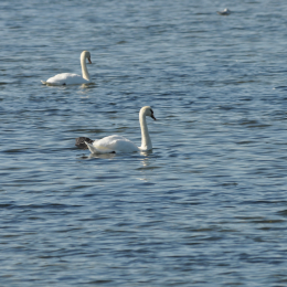 Urlaub_2009_Ostsee_2009-09-16_04