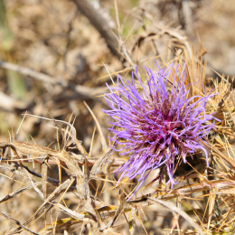 malta_tag9_07_2010-06-26
