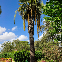 malta_tag4_33_2010-06-21