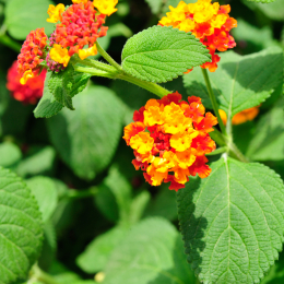 malta_tag3_27_2010-06-20