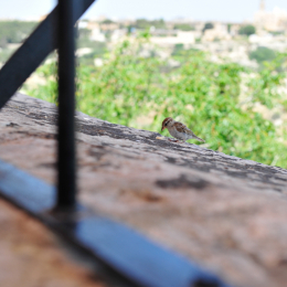 malta_tag11_03_2010-06-28