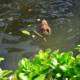 malta_tag4_40_2010-06-21