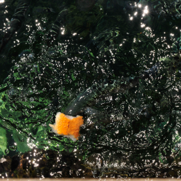 malta_tag7_02_2010-06-24