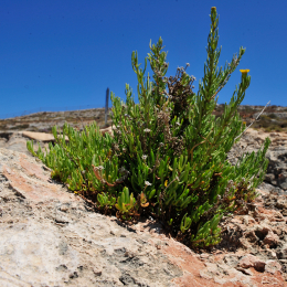 malta_tag7_10_2010-06-24