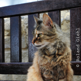 malta_tag4_38_2010-06-21