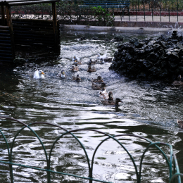 malta_tag4_43_2010-06-21