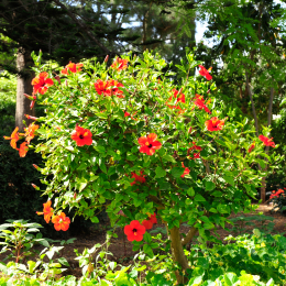 malta_tag4_20_2010-06-21