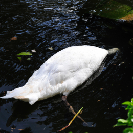 malta_tag4_41_2010-06-21