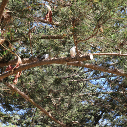malta_tag4_42_2010-06-21