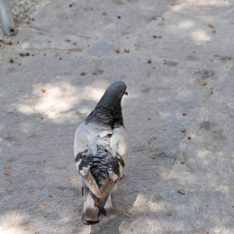 malta_tag3_20_2010-06-20