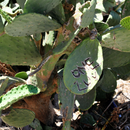 malta_tag6_41_2010-06-23