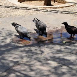 malta_tag3_22_2010-06-20