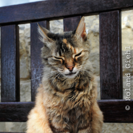 malta_tag4_37_2010-06-21