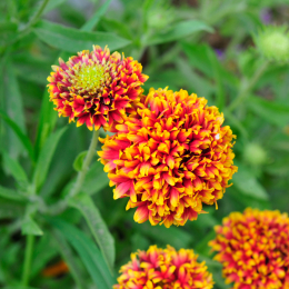 malta_tag4_11_2010-06-21