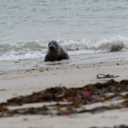 Urlaub2012-06-15_Helgoland_27