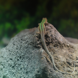 Urlaub2012-06-13_Bremerhaven_52