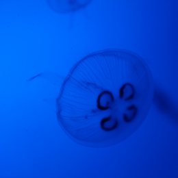 Urlaub2012-06-13_Bremerhaven_76