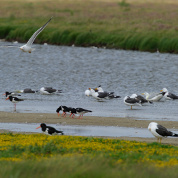 Urlaub2012-06-17_Langeoog_30