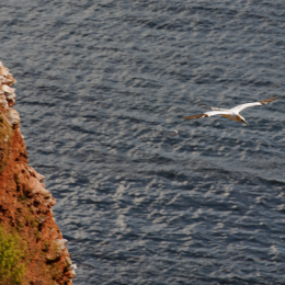 Urlaub2012-06-14_Helgoland_48