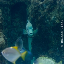 Urlaub2012-06-11_Wilhelmshaven_26