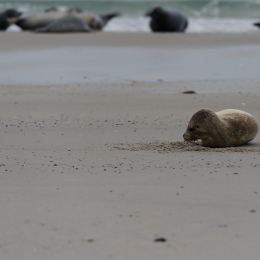 Urlaub2012-06-15_Helgoland_46