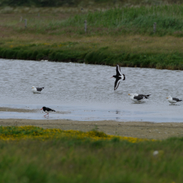 Urlaub2012-06-17_Langeoog_08