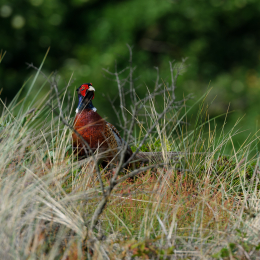 Urlaub2012-06-17_Langeoog_35