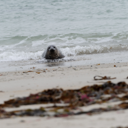 Urlaub2012-06-15_Helgoland_26