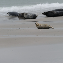 Urlaub2012-06-15_Helgoland_44