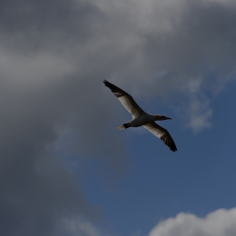 Urlaub2012-06-14_Helgoland_34