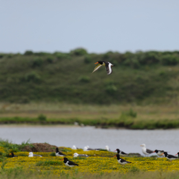 Urlaub2012-06-17_Langeoog_06