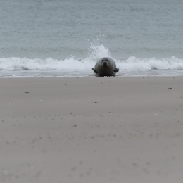 Urlaub2012-06-15_Helgoland_48