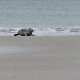 Urlaub2012-06-15_Helgoland_52
