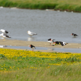 Urlaub2012-06-17_Langeoog_24