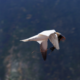 Urlaub2012-06-14_Helgoland_40