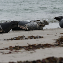 Urlaub2012-06-15_Helgoland_21