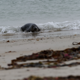 Urlaub2012-06-15_Helgoland_25