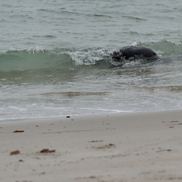 Urlaub2012-06-15_Helgoland_15