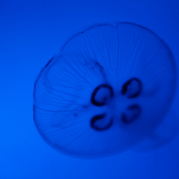 Urlaub2012-06-13_Bremerhaven_75