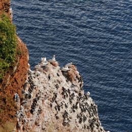 Urlaub2012-06-14_Helgoland_46